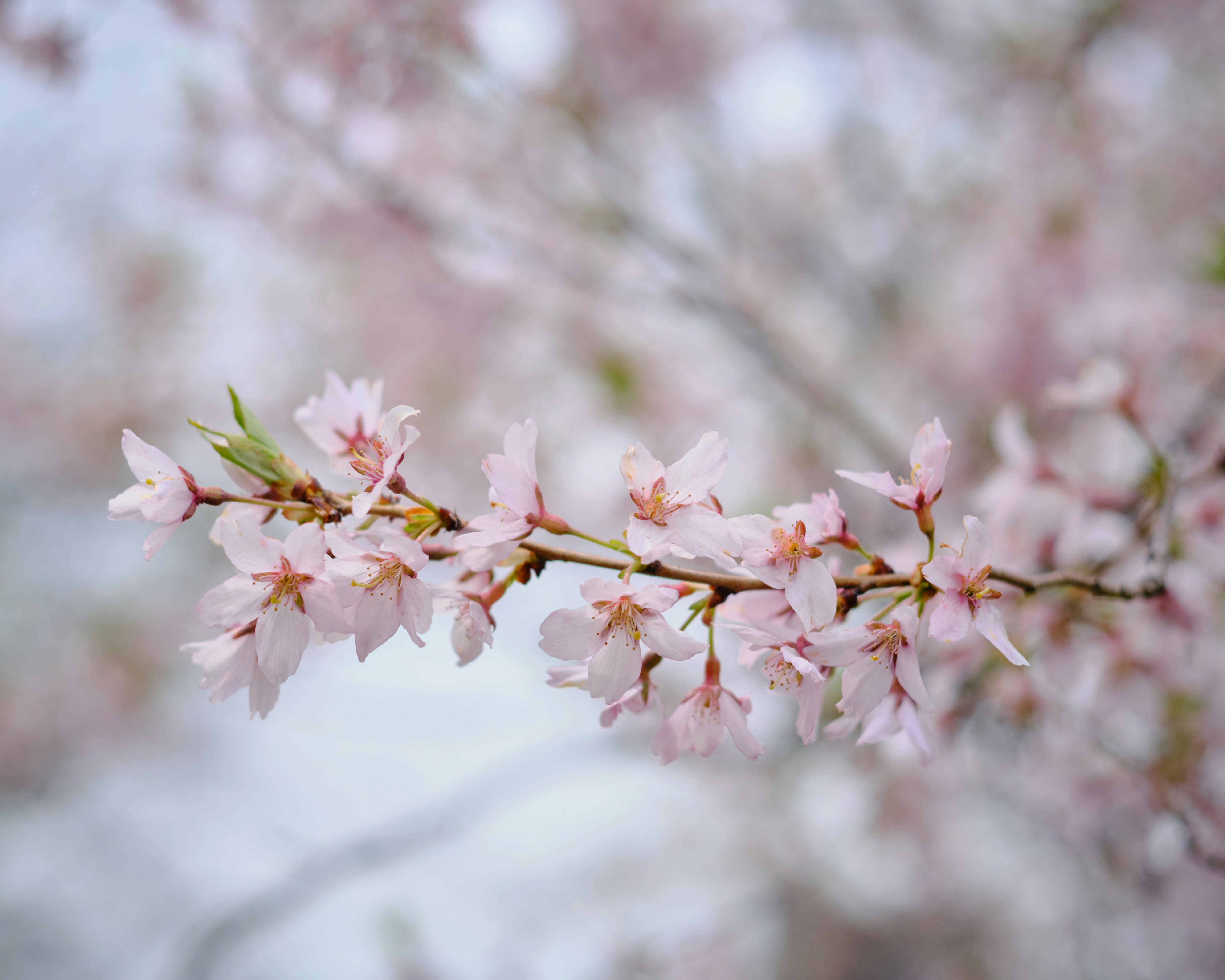 a branch of a tree with pink flowers