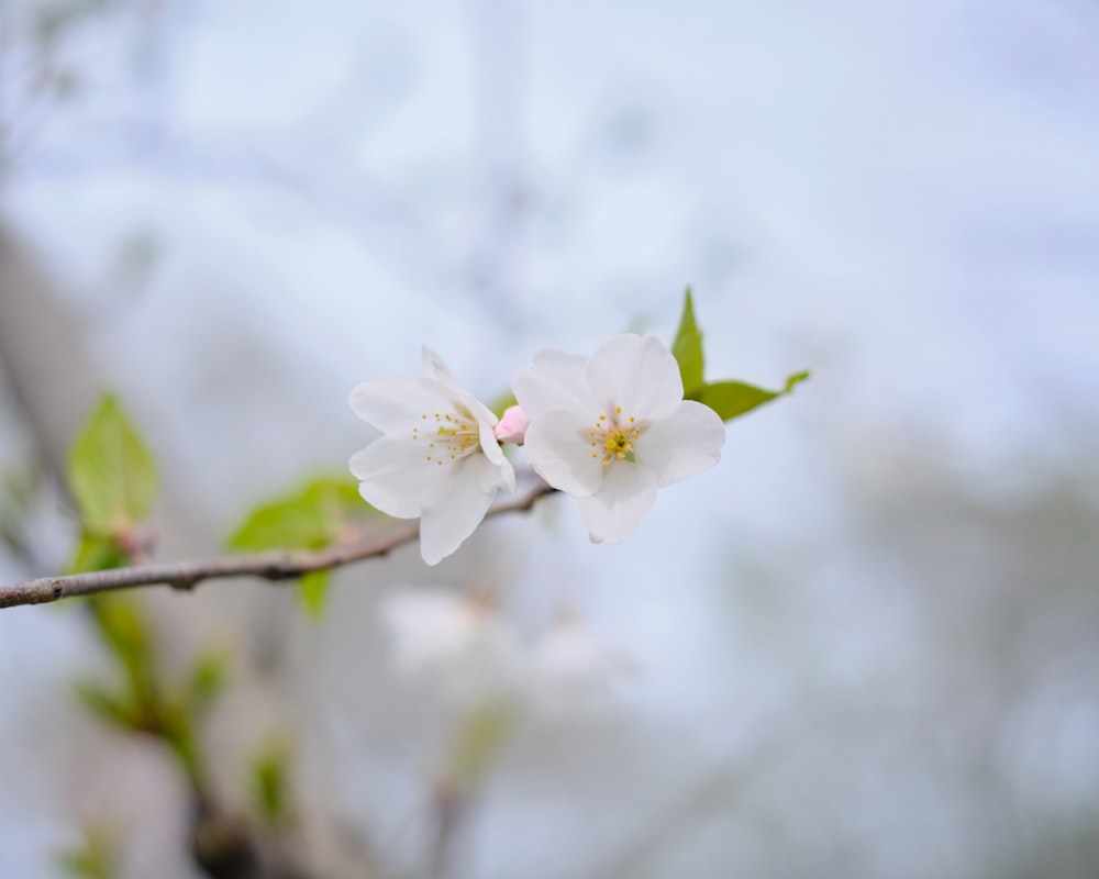 a branch with white flowers and green leaves