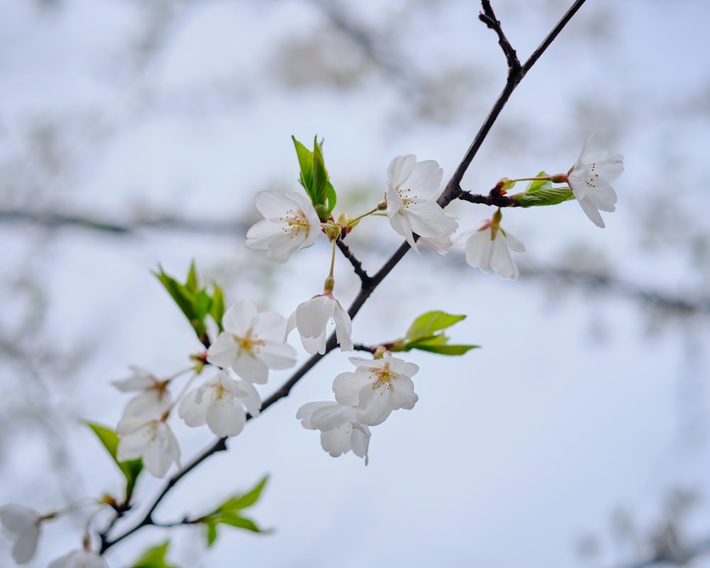 a branch with white flowers and green leaves