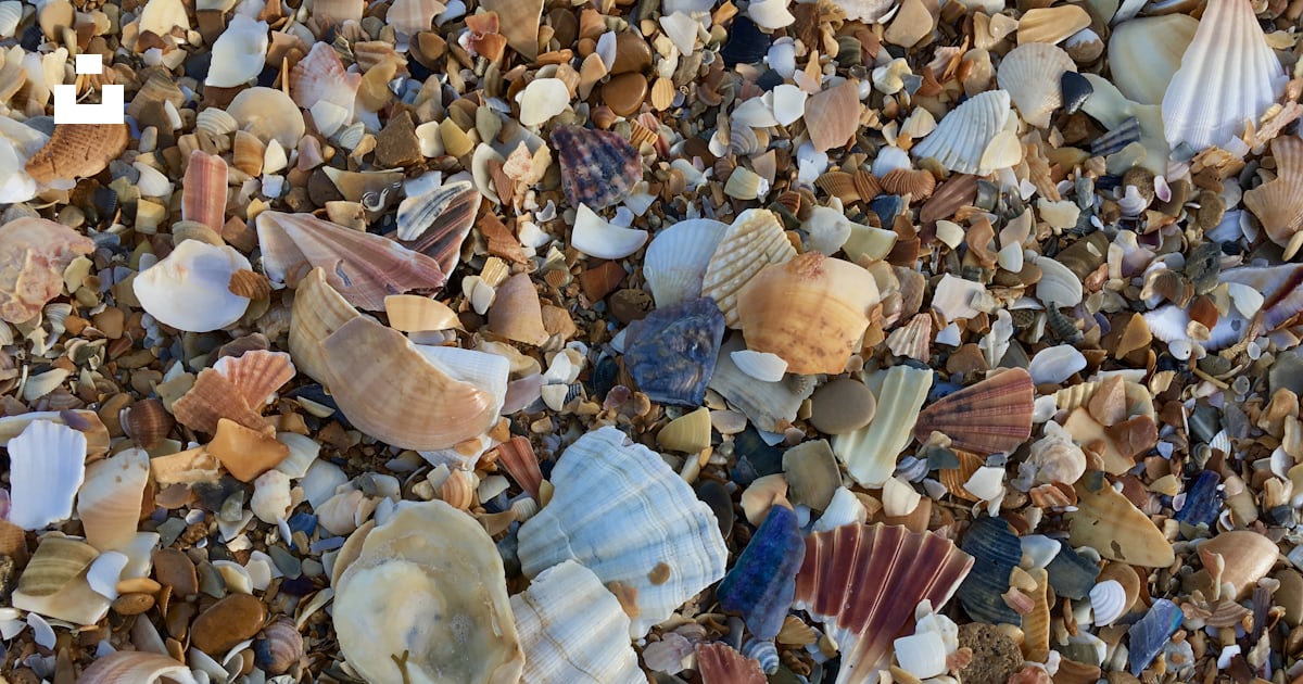 A bunch of sea shells on a beach photo – Free Algarve Image on Unsplash