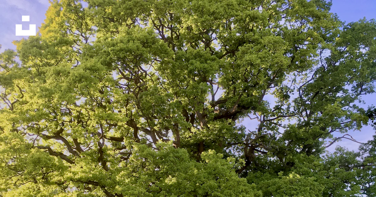 A large green tree sitting in the middle of a field photo – Free Green ...