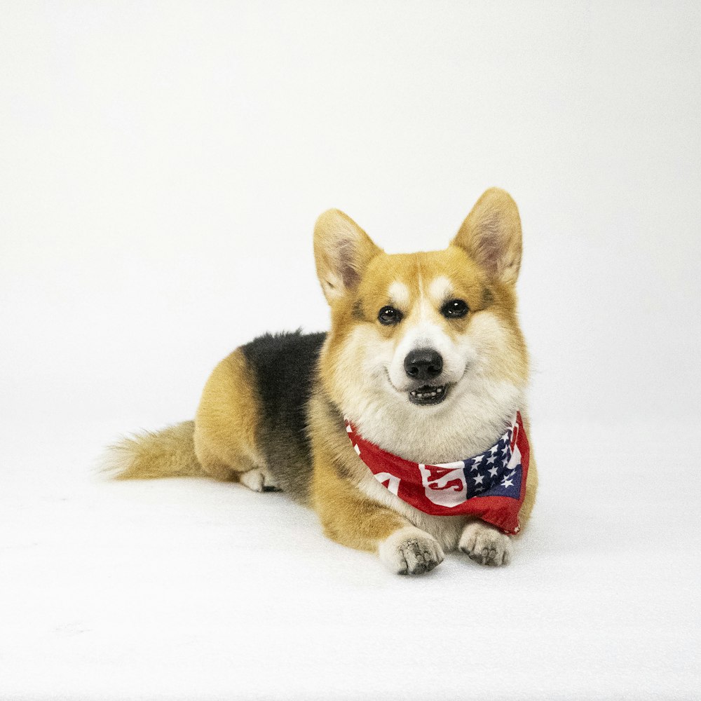 a dog with a red bandanna around its neck