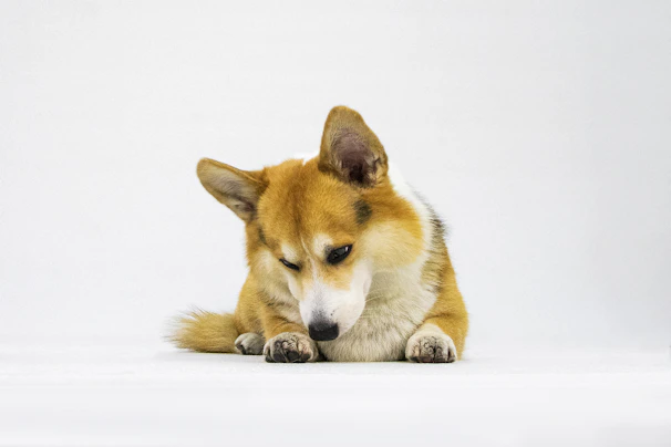 A Corgi dog lies on a white surface, looking down with its ears perked up and tail slightly curled. The background is plain and uncluttered, focusing attention on the dog.