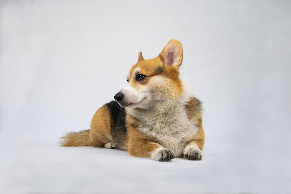 a brown and white dog sitting on top of a white floor