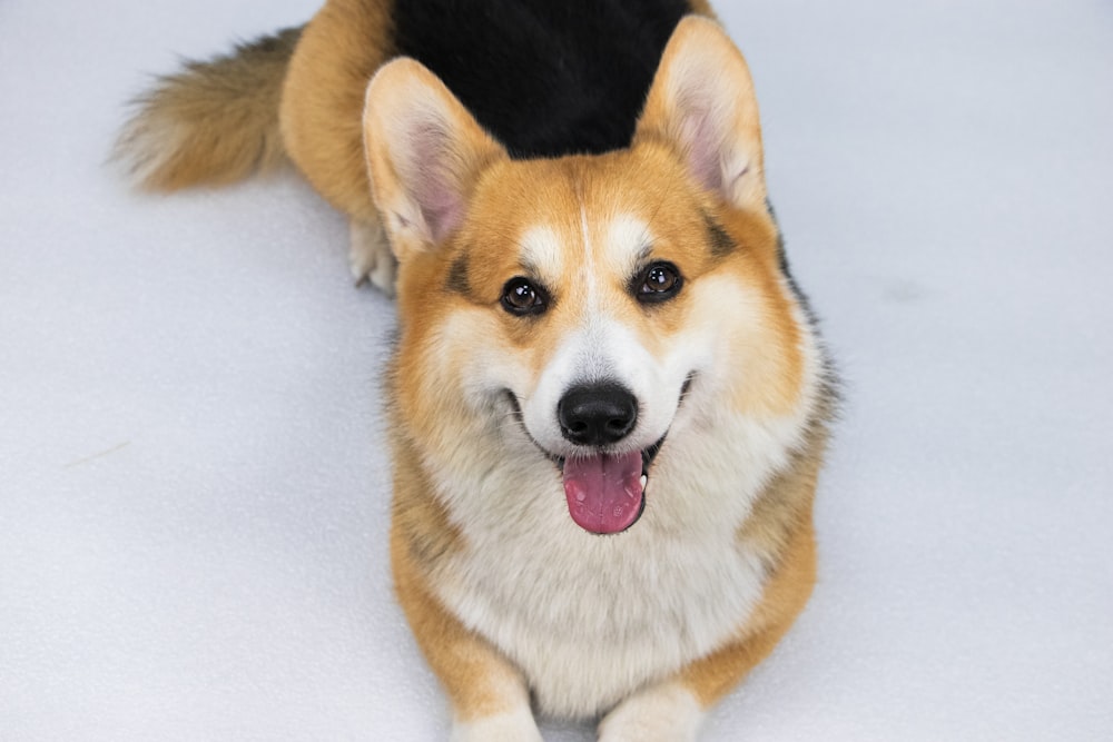 a brown and white dog laying on top of a white floor