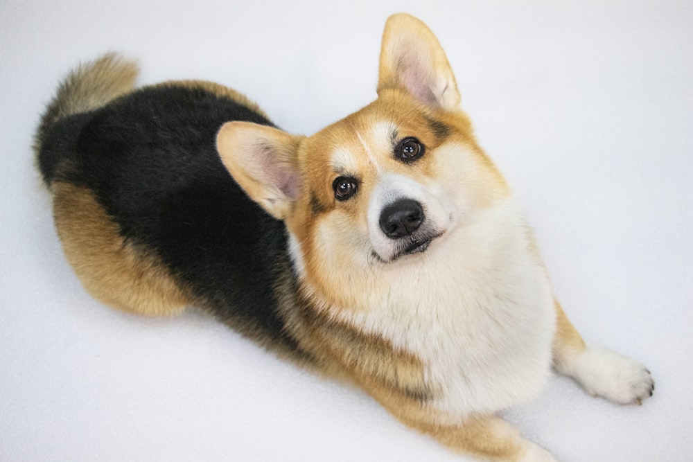 a close up of a dog laying on the ground