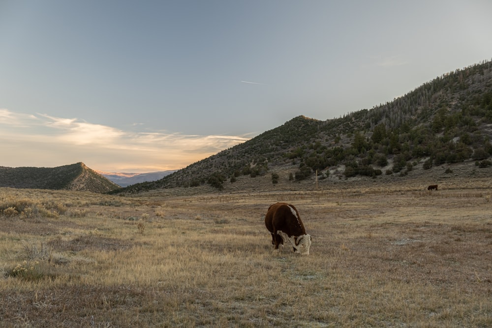 a cow grazing in a field with mountains in the background