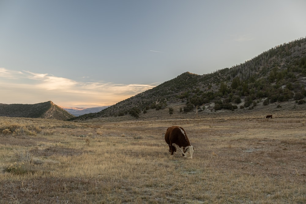 Eine Kuh grast auf einem Feld mit Bergen im Hintergrund