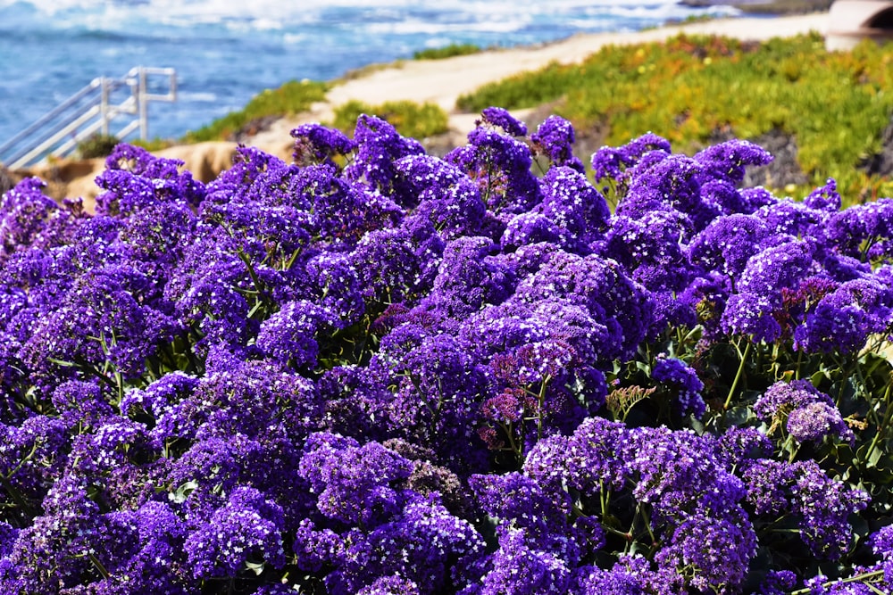 Un campo de flores púrpuras junto al océano