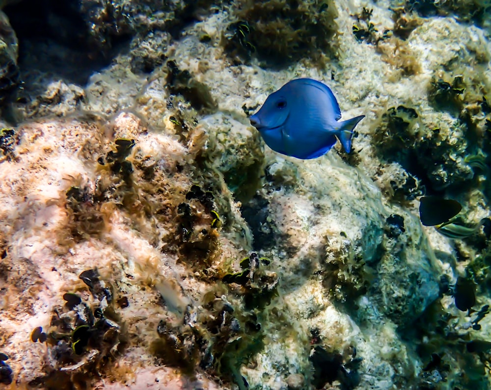 a blue fish is swimming on a coral reef