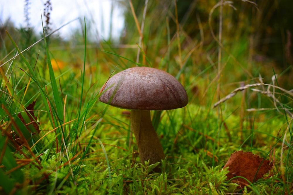 a mushroom in the middle of a grassy field