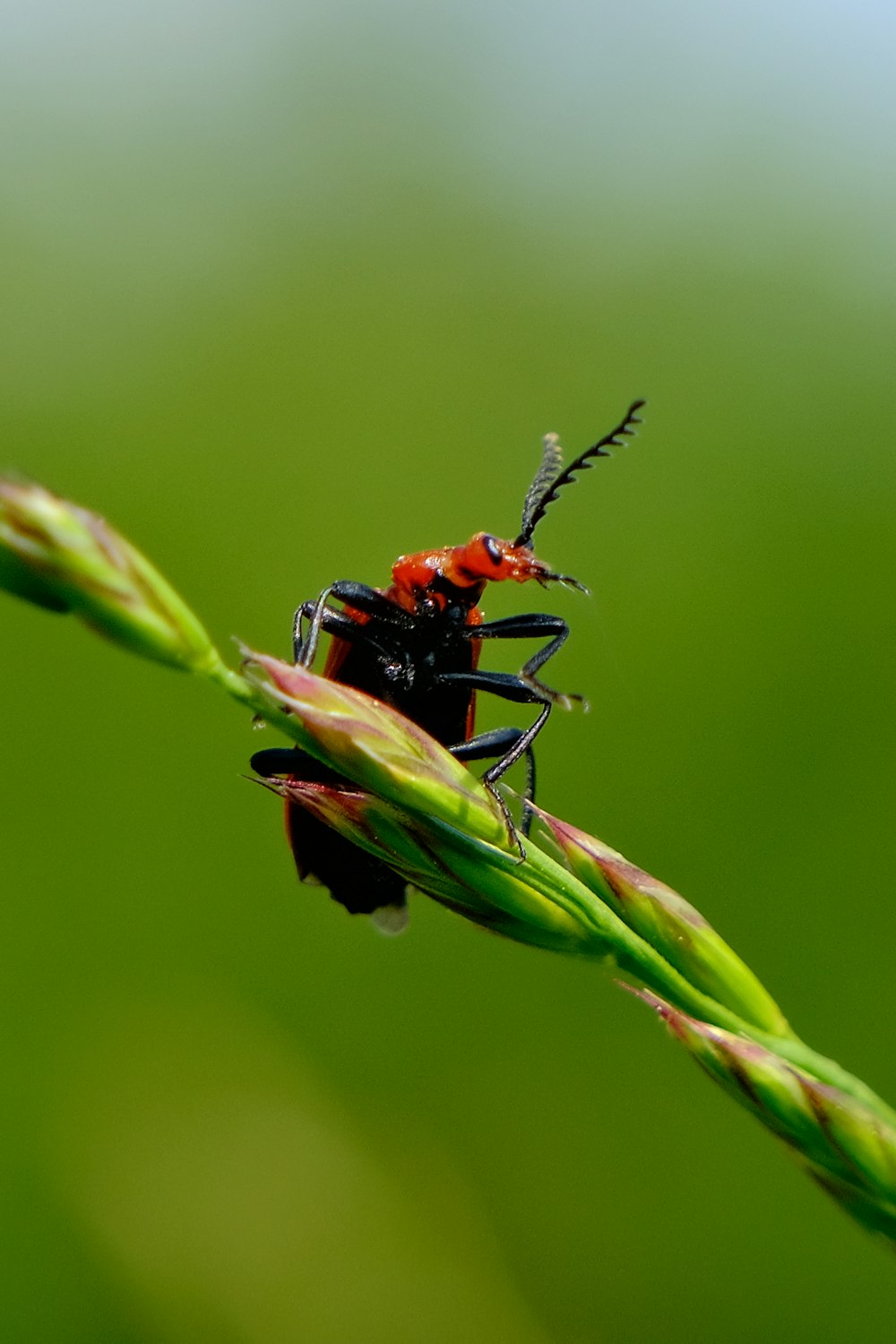 a bug sitting on top of a green plant