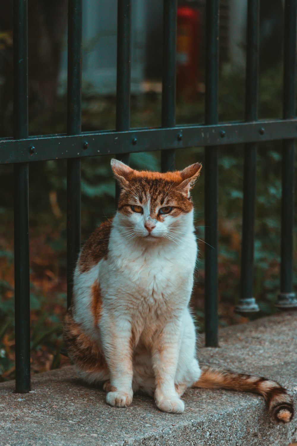a cat sitting on a step next to a fence