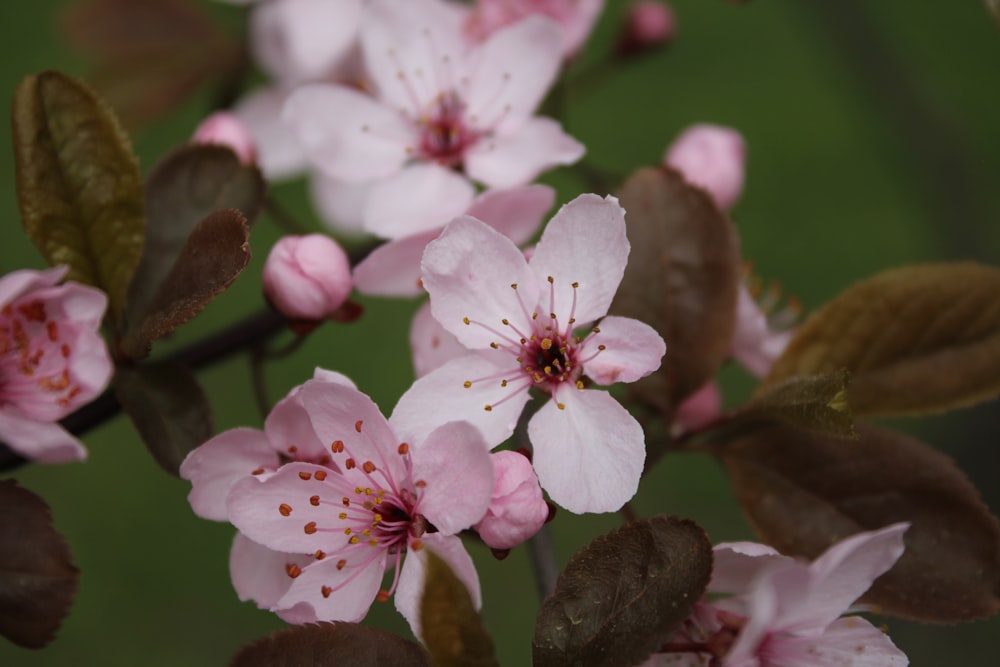 a close up of some pink flowers on a tree