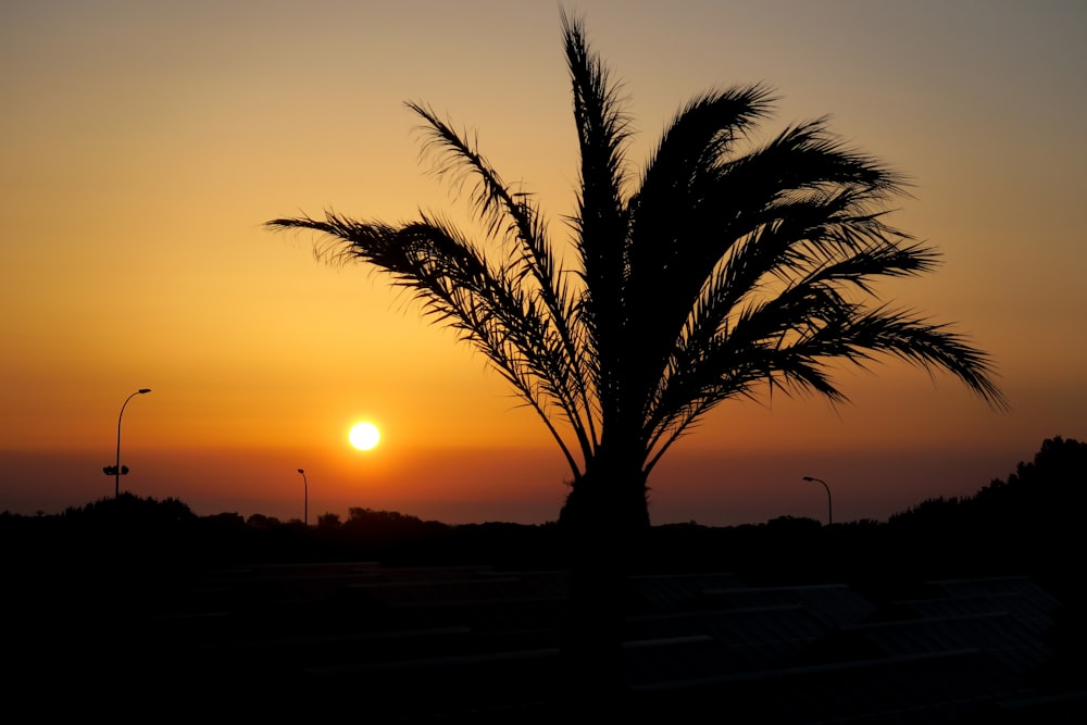 the sun is setting behind a palm tree