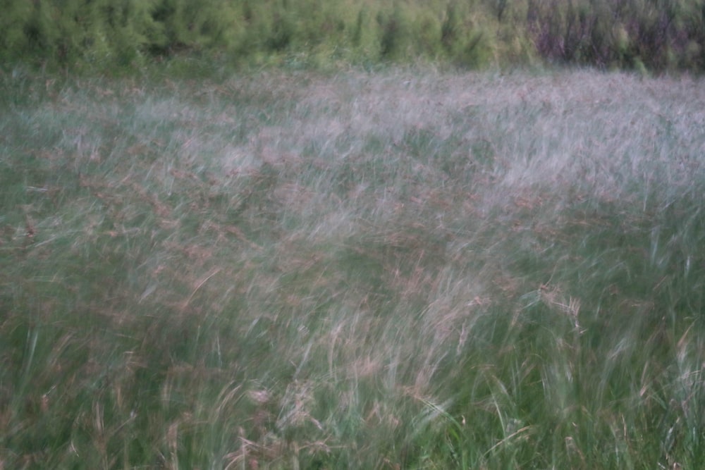 Un primo piano di un rigoglioso campo verde