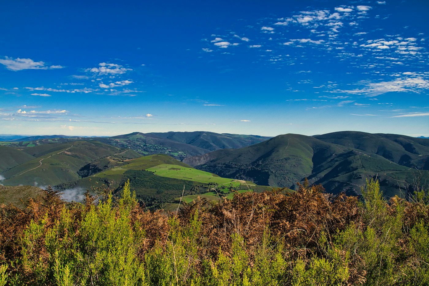 Bosques de Galicia