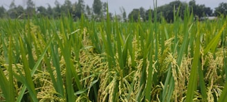 A lush green field filled with tall rice plants, heavy with ripening rice grains. The plants are densely packed, and their golden grains sway gently. In the background, there are trees lining the field under a clear sky.