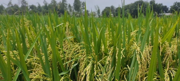 A lush green field filled with tall rice plants, heavy with ripening rice grains. The plants are densely packed, and their golden grains sway gently. In the background, there are trees lining the field under a clear sky.