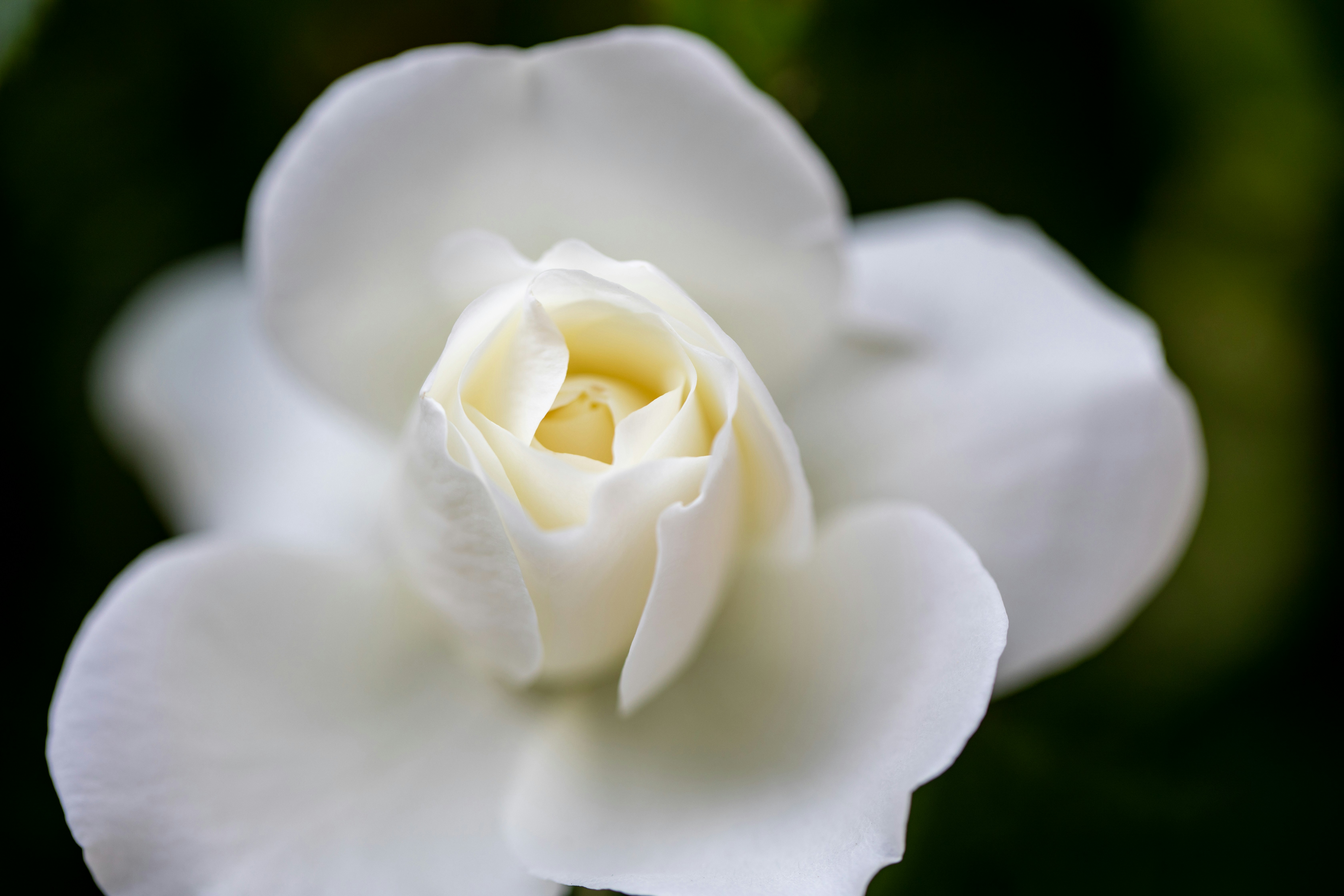 Photo by ovidiugruescu