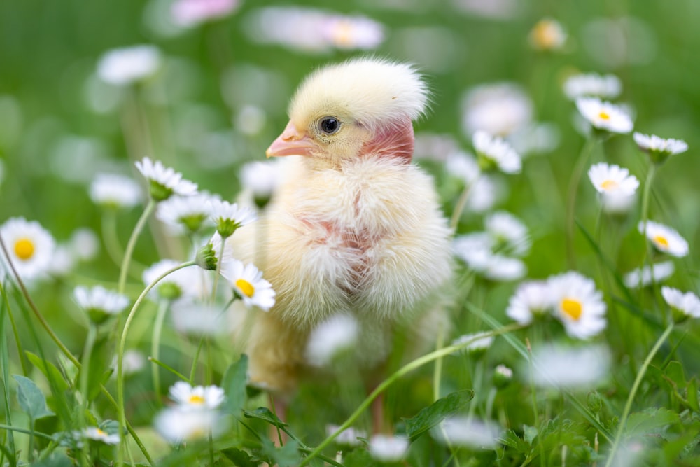 a small chicken standing in a field of daisies