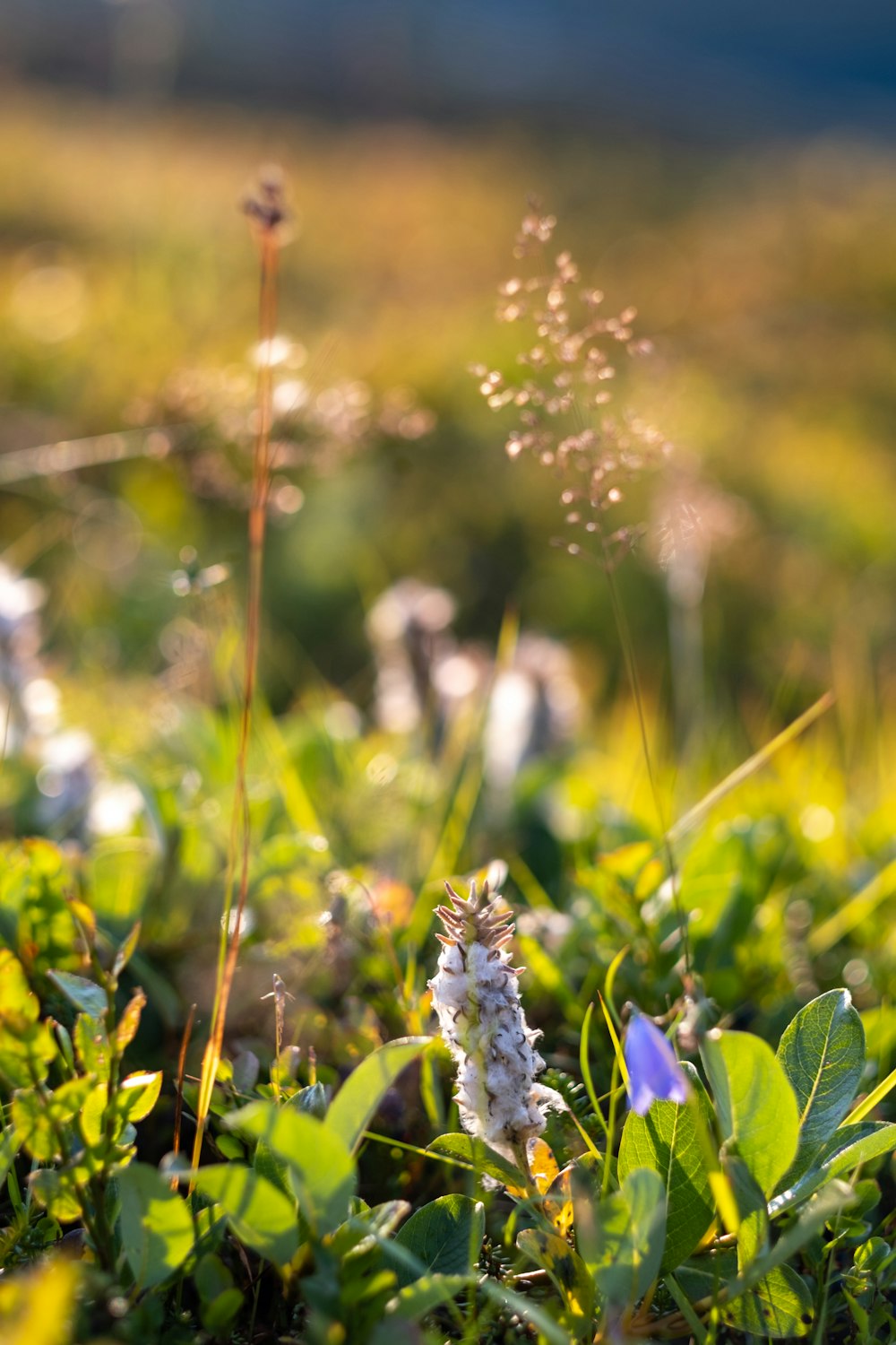 Un primer plano de una flor en un campo de hierba