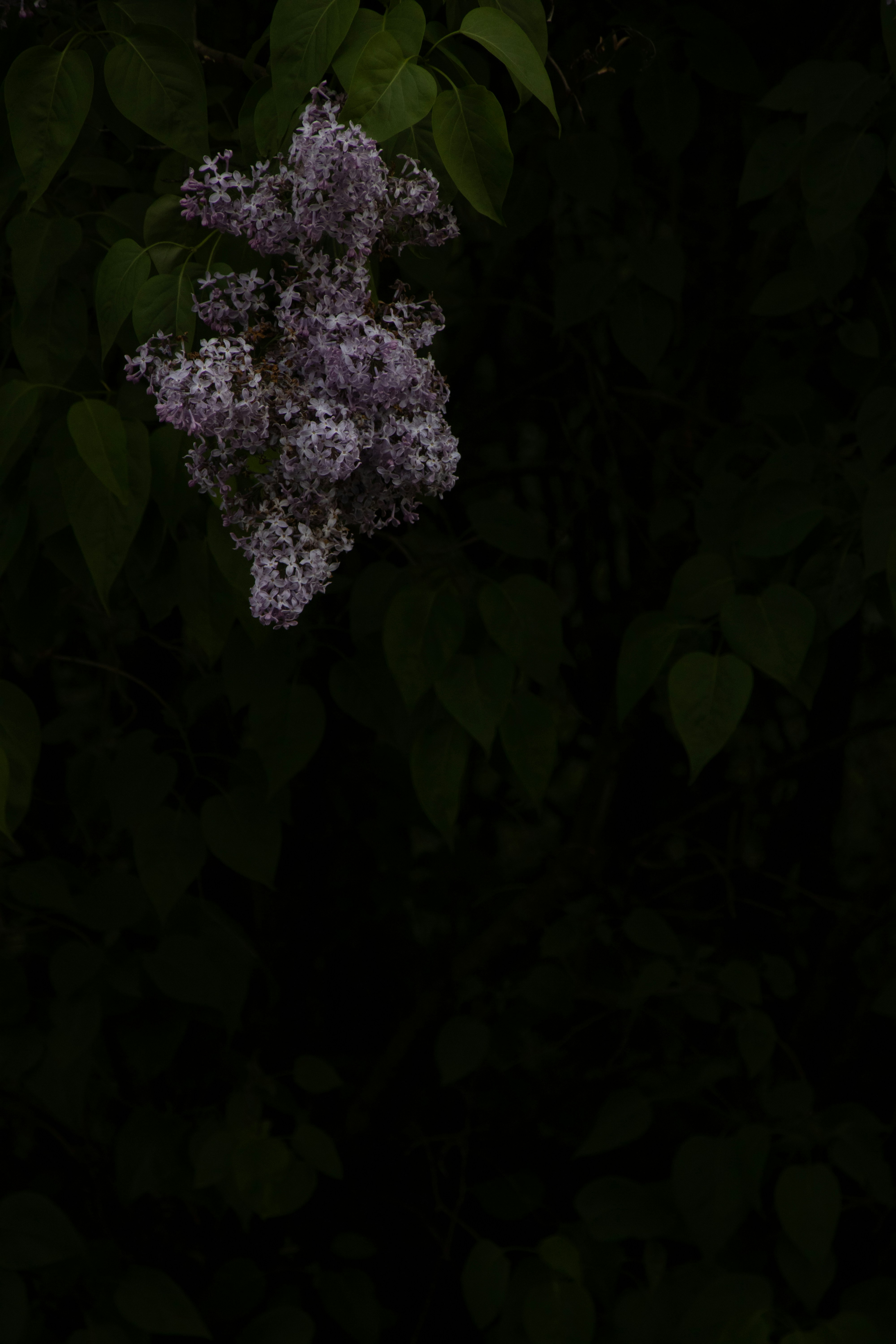 Photo by mirkofabian