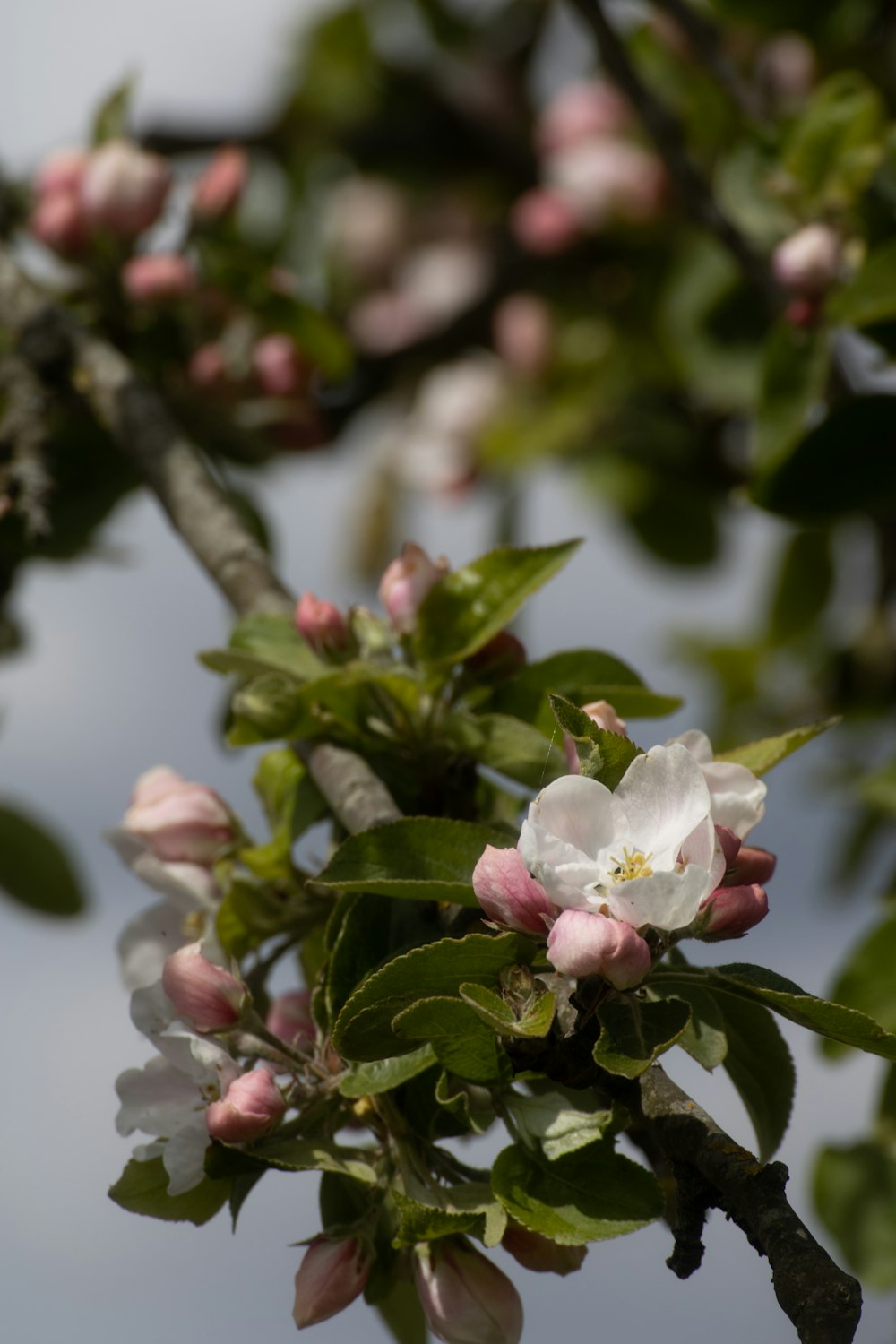 a branch of an apple tree with white and pink flowers