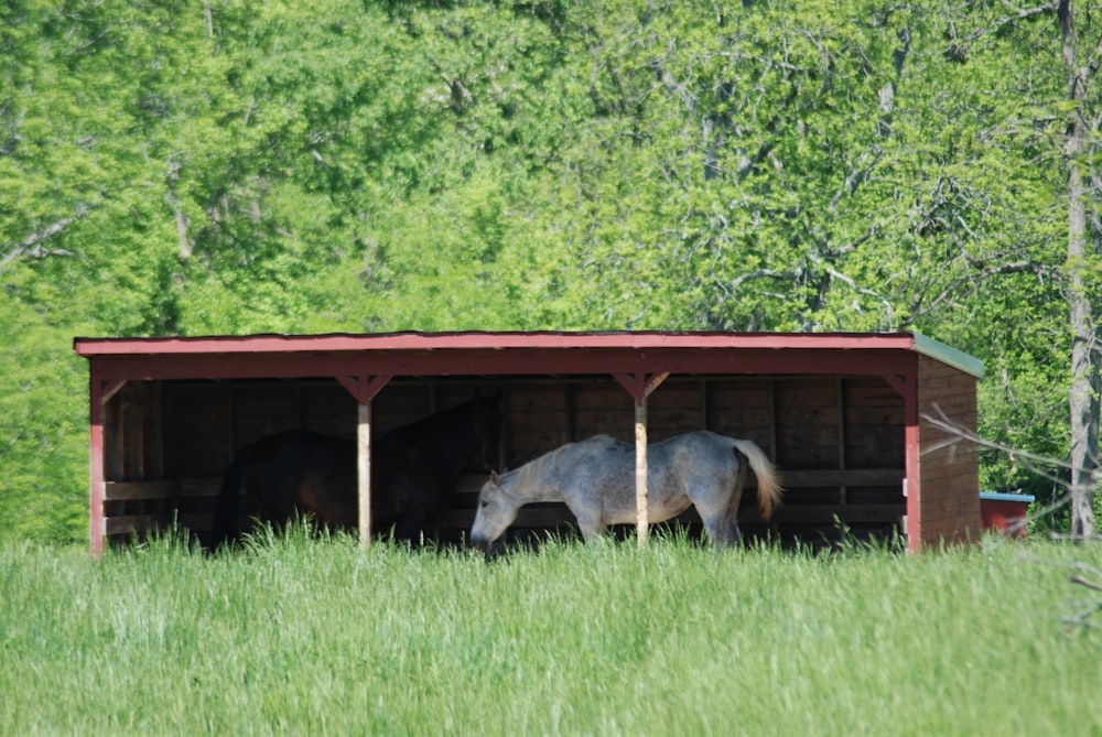 a horse is standing in a barn in a field