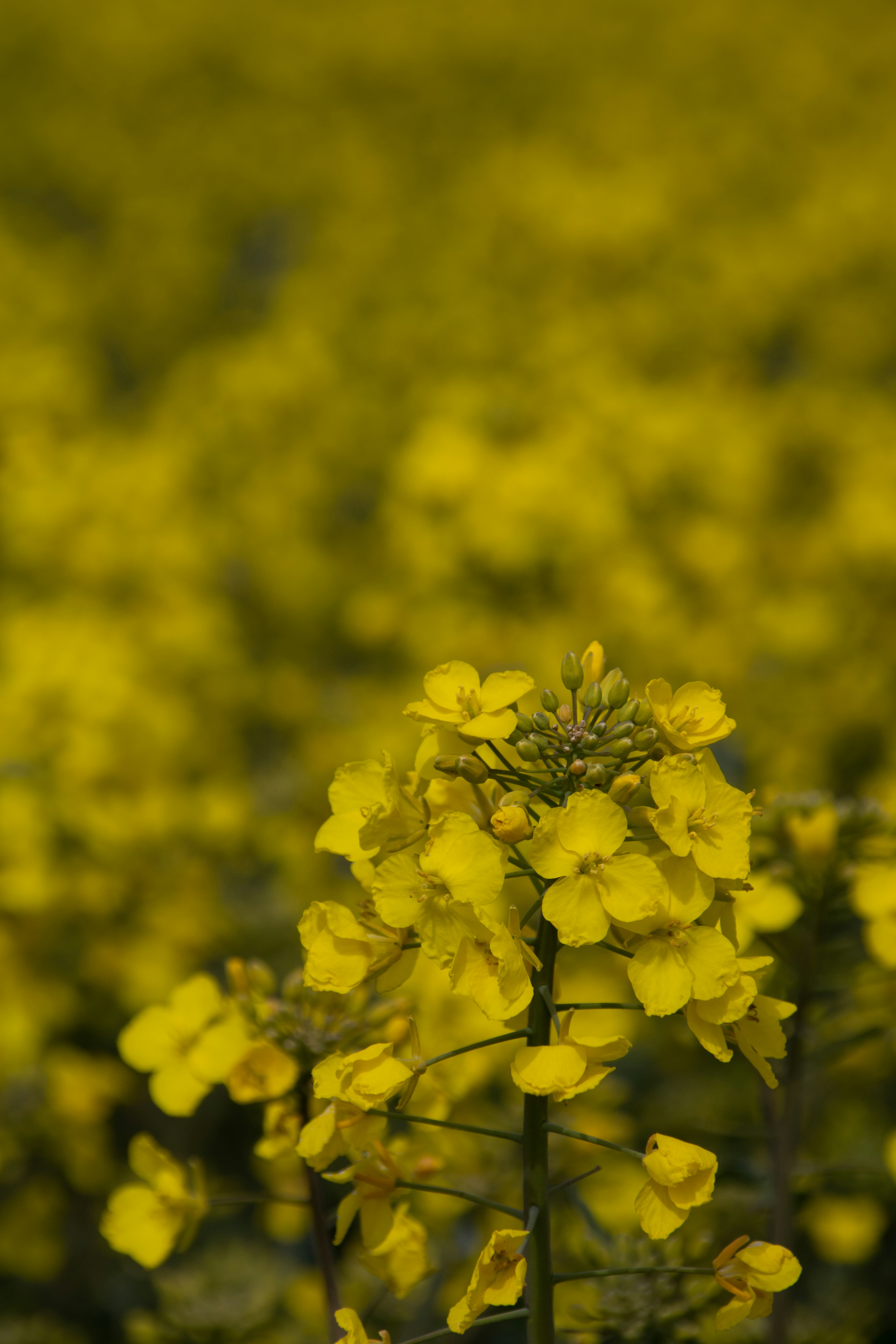 Photo by mirkofabian