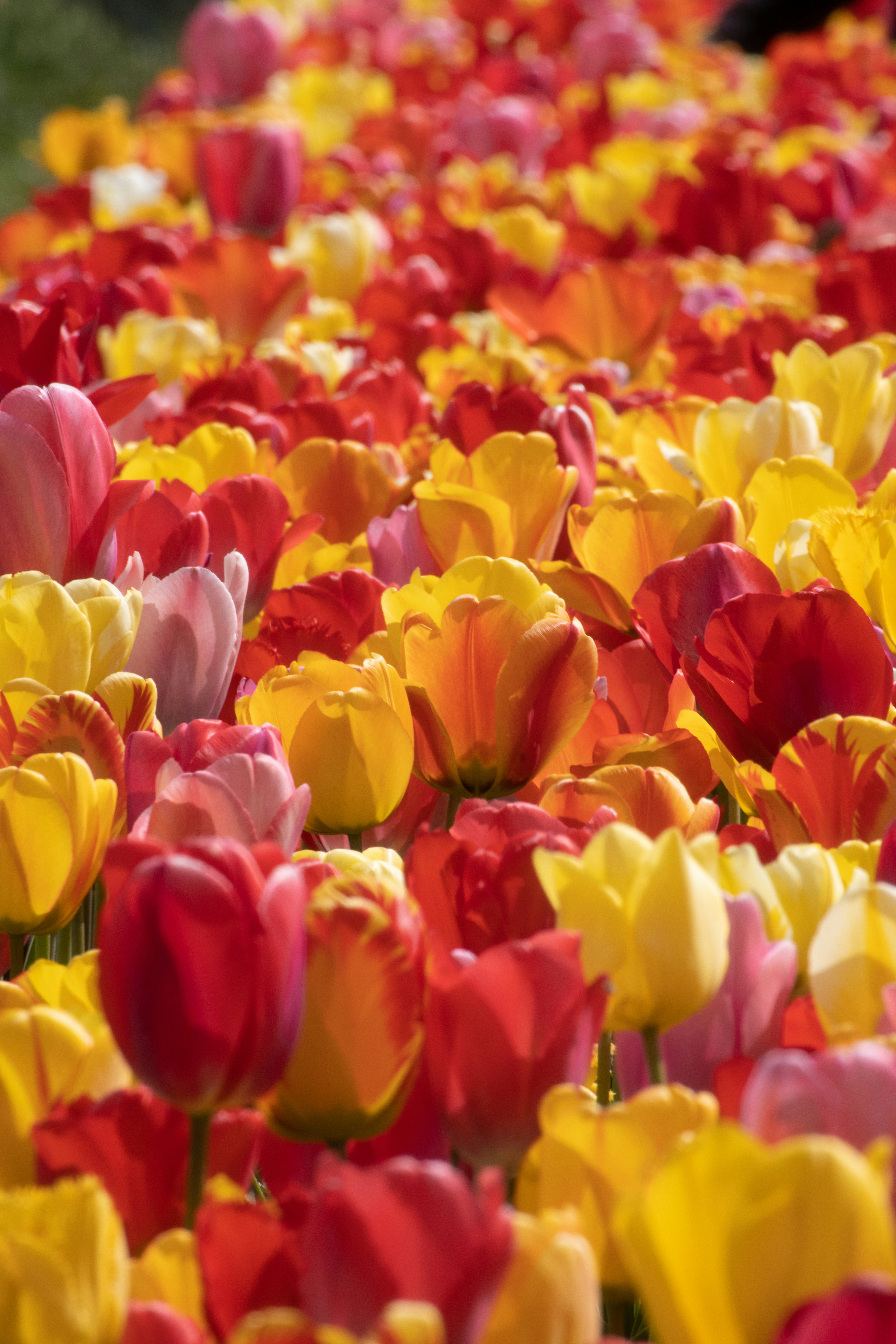 Un champ plein de tulipes rouges, jaunes et roses photo – Photo Plante ...