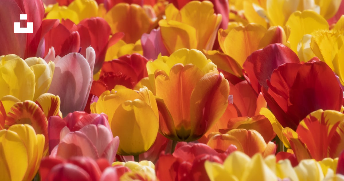 Un champ plein de tulipes rouges, jaunes et roses photo – Photo Plante ...