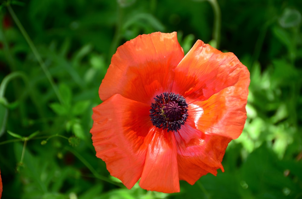 a bright orange flower with a purple center