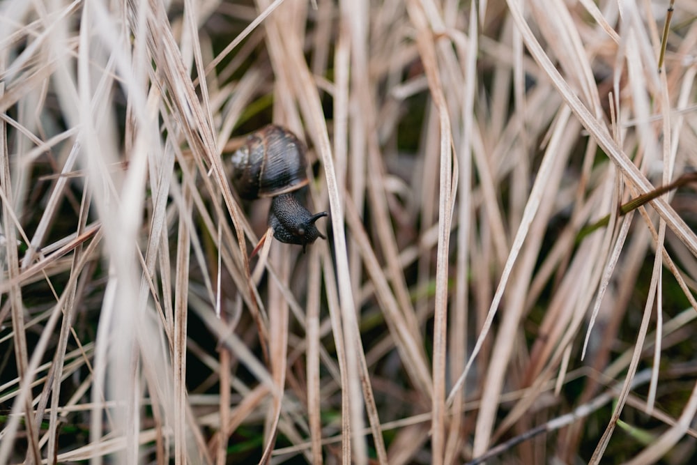 a couple of snails that are in some grass