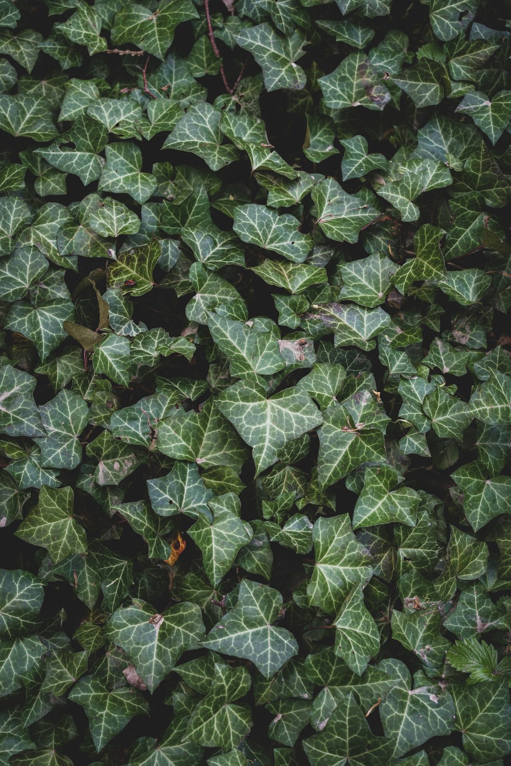 a bunch of green leaves that are on the ground