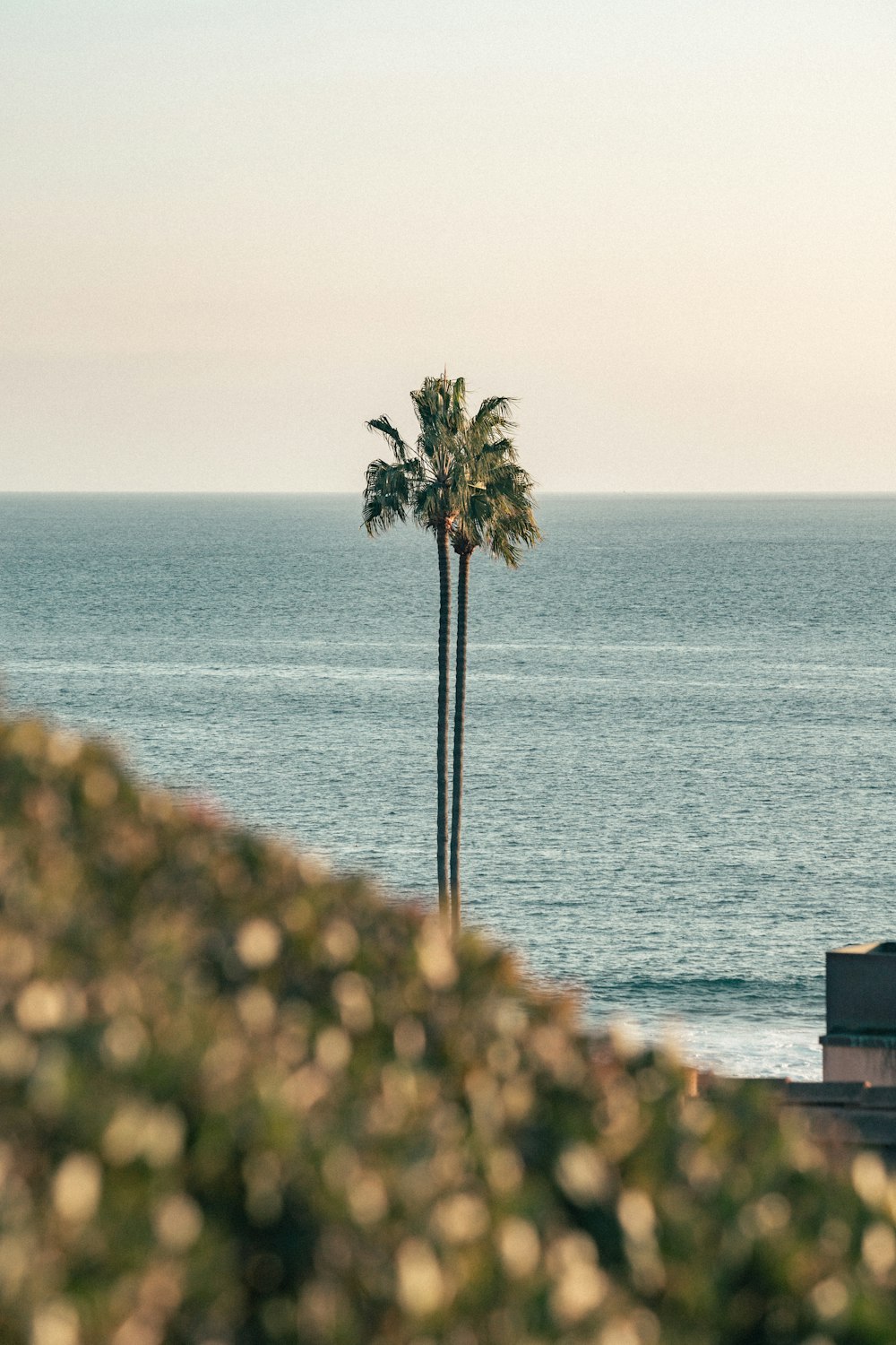 a lone palm tree stands in the foreground of the ocean