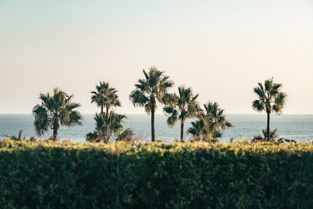 a row of palm trees next to the ocean