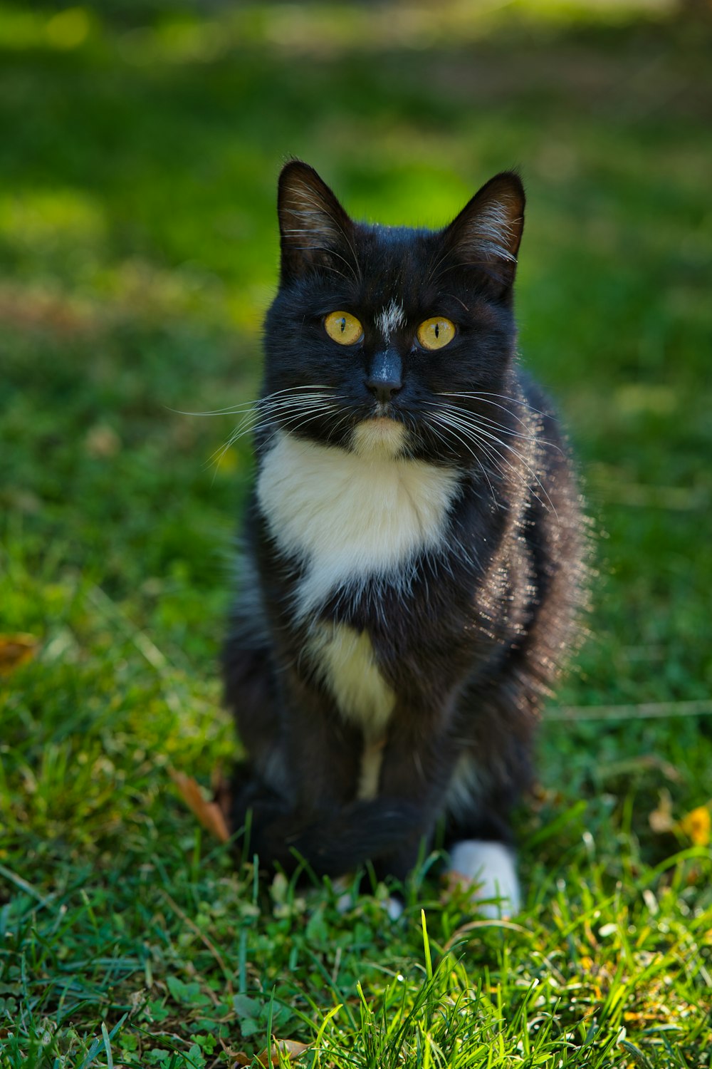 a black and white cat sitting in the grass
