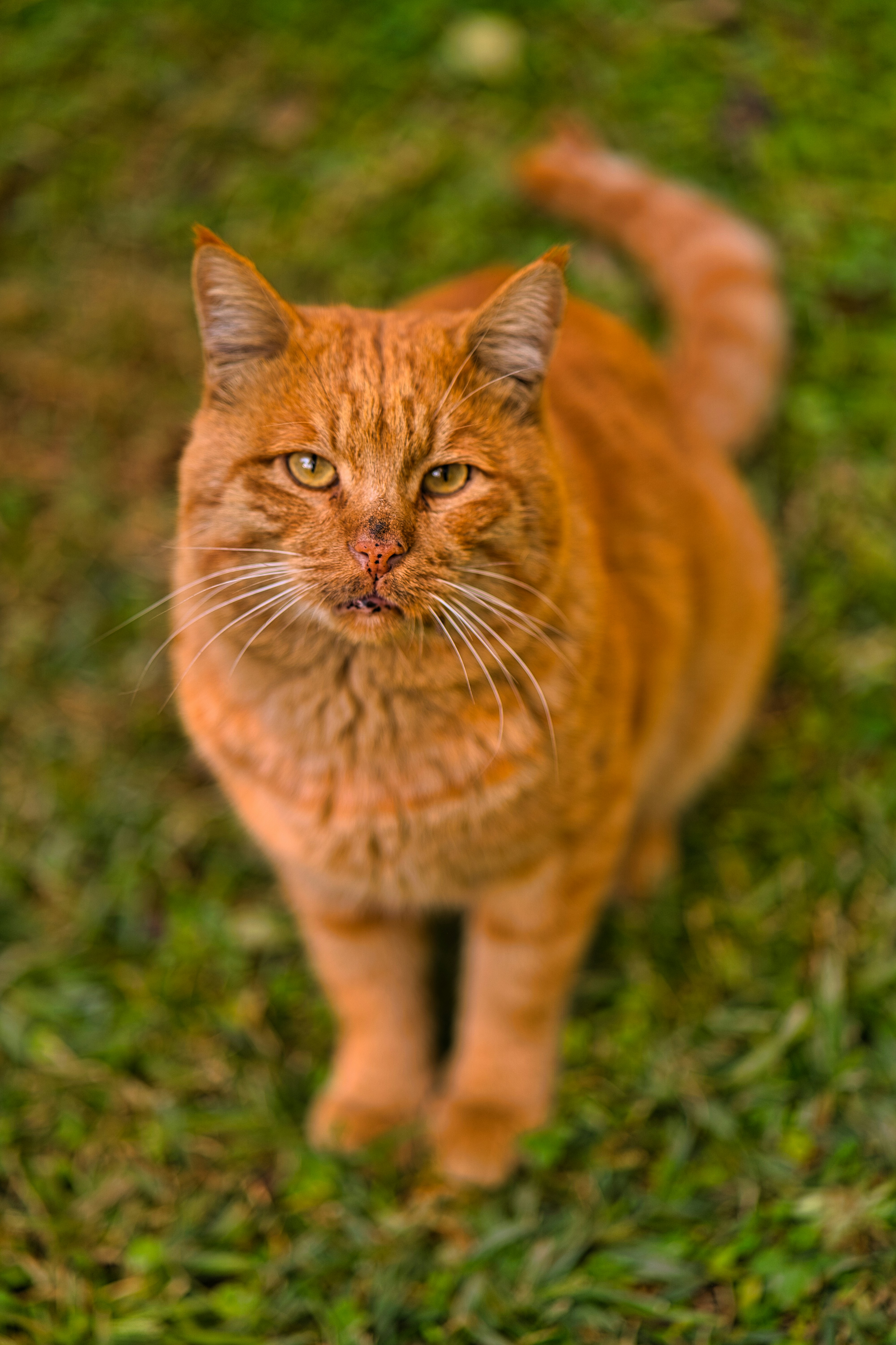 an orange cat standing on top of a lush green field