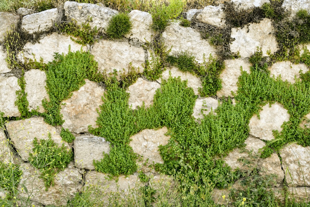 a stone wall with green plants growing on it