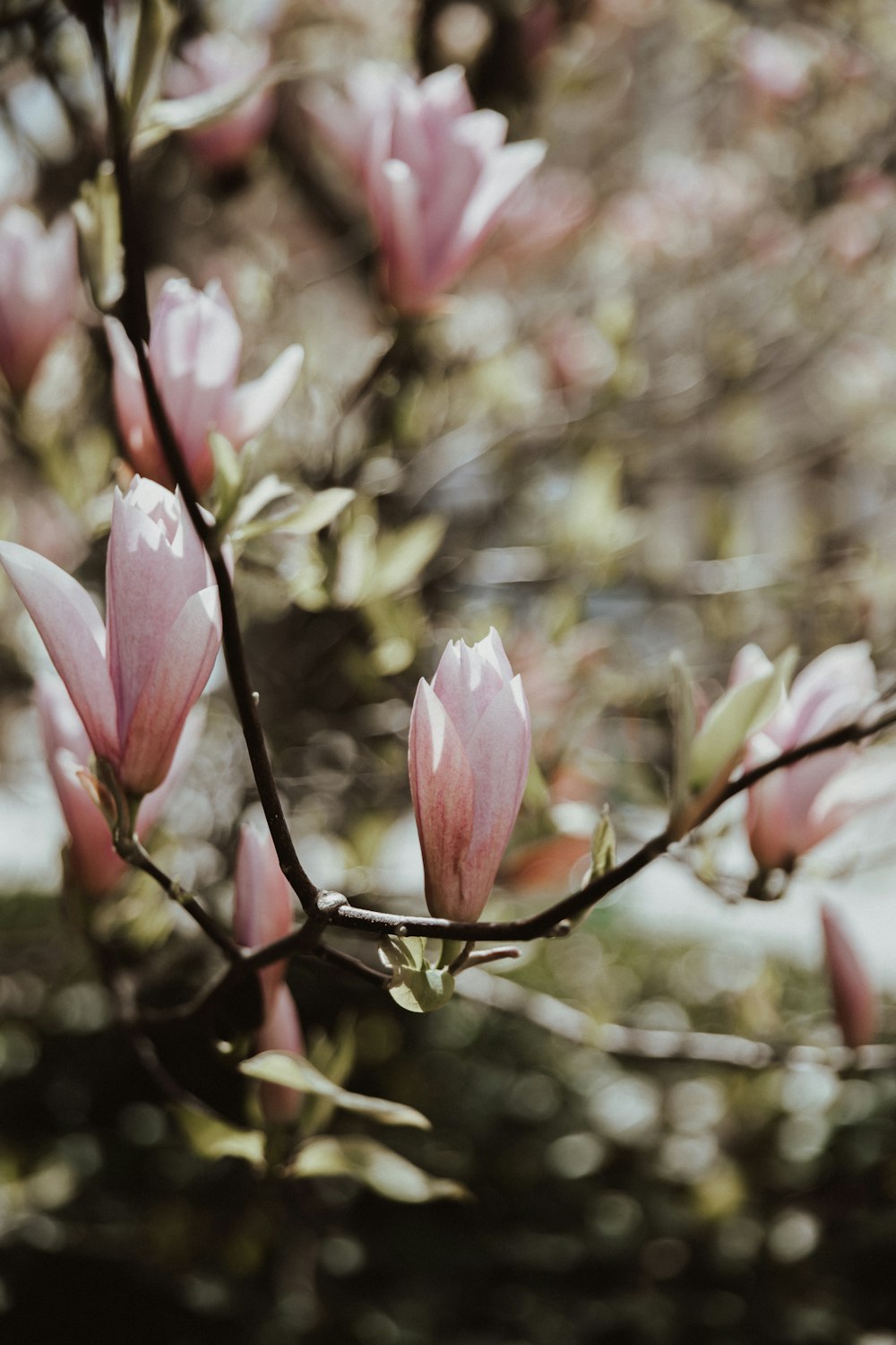 a branch of a tree with pink flowers