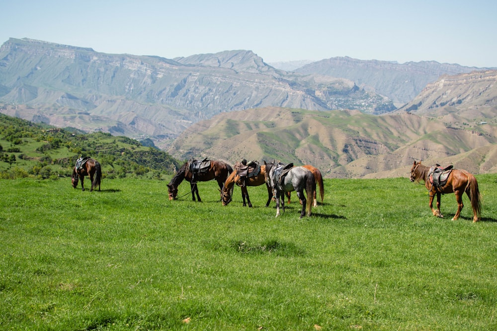 a herd of horses grazing on a lush green hillside