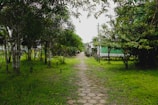 a dirt path through a lush green forest