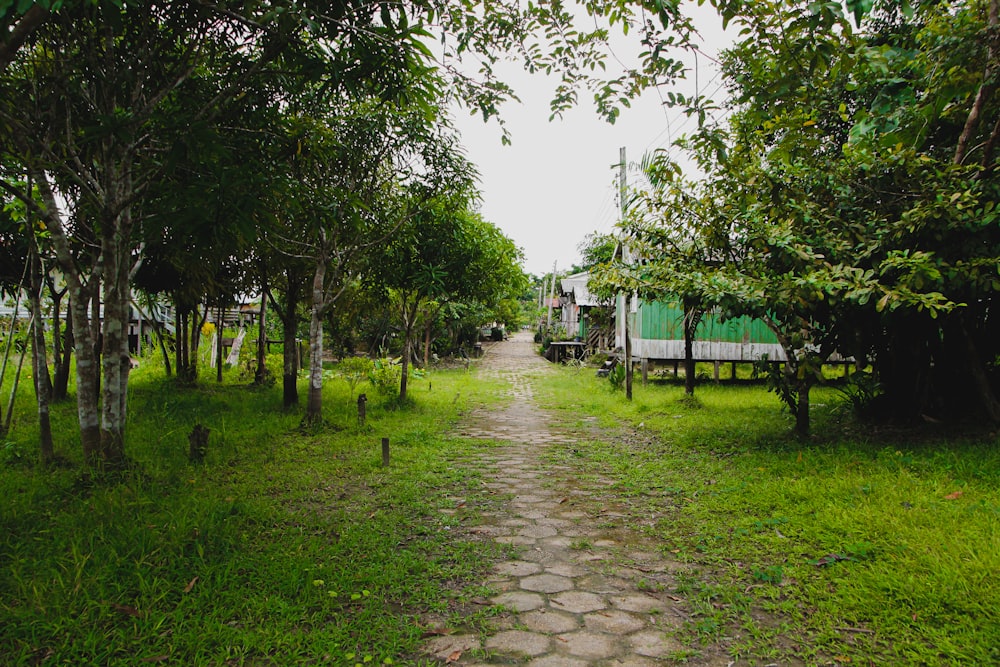 a dirt path through a lush green forest