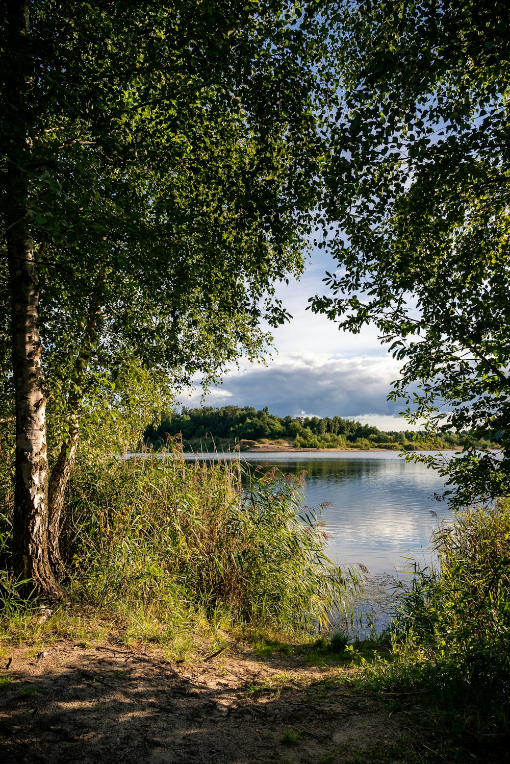 a bench sitting on the side of a lake next to a forest