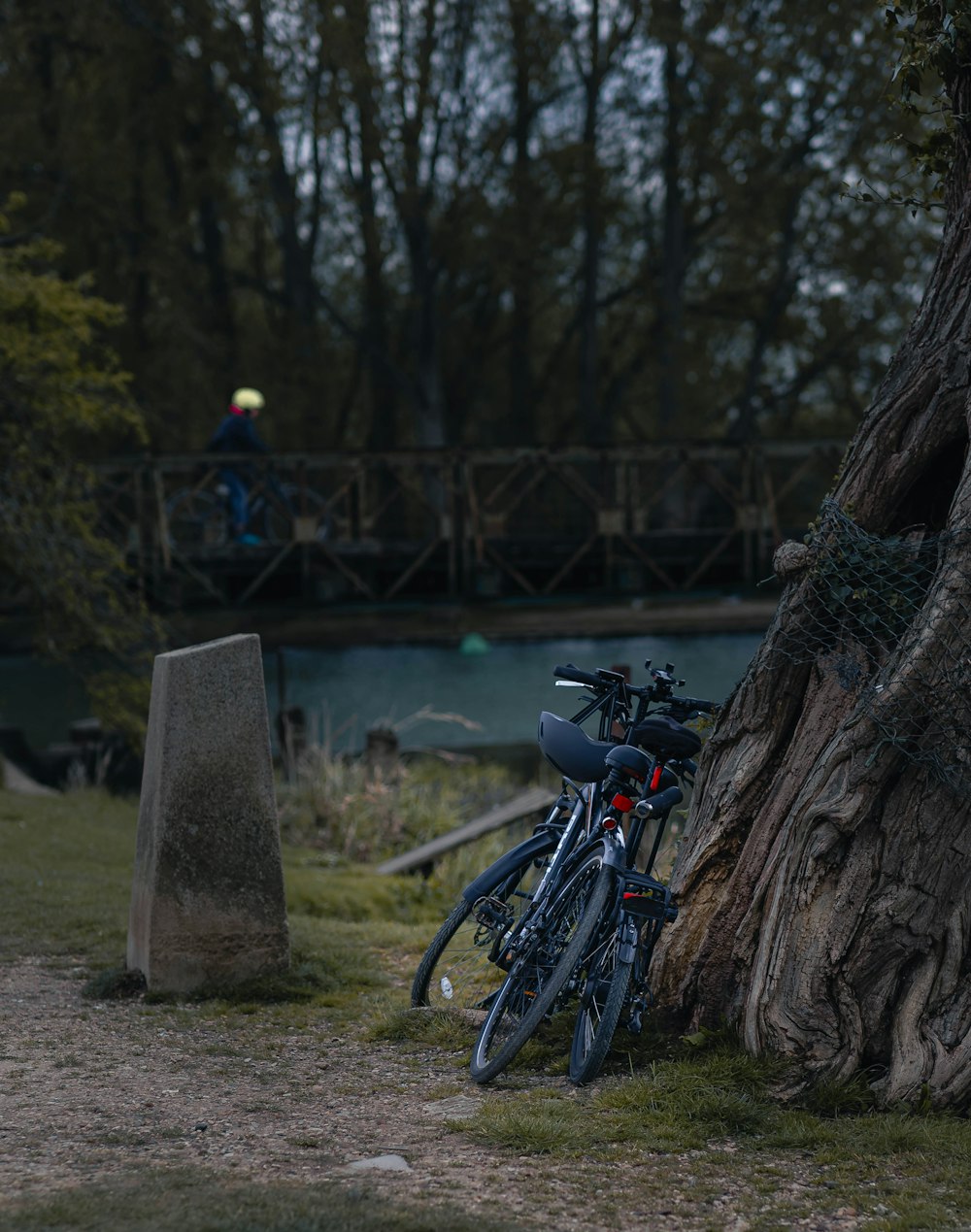 a couple of bikes parked next to a tree