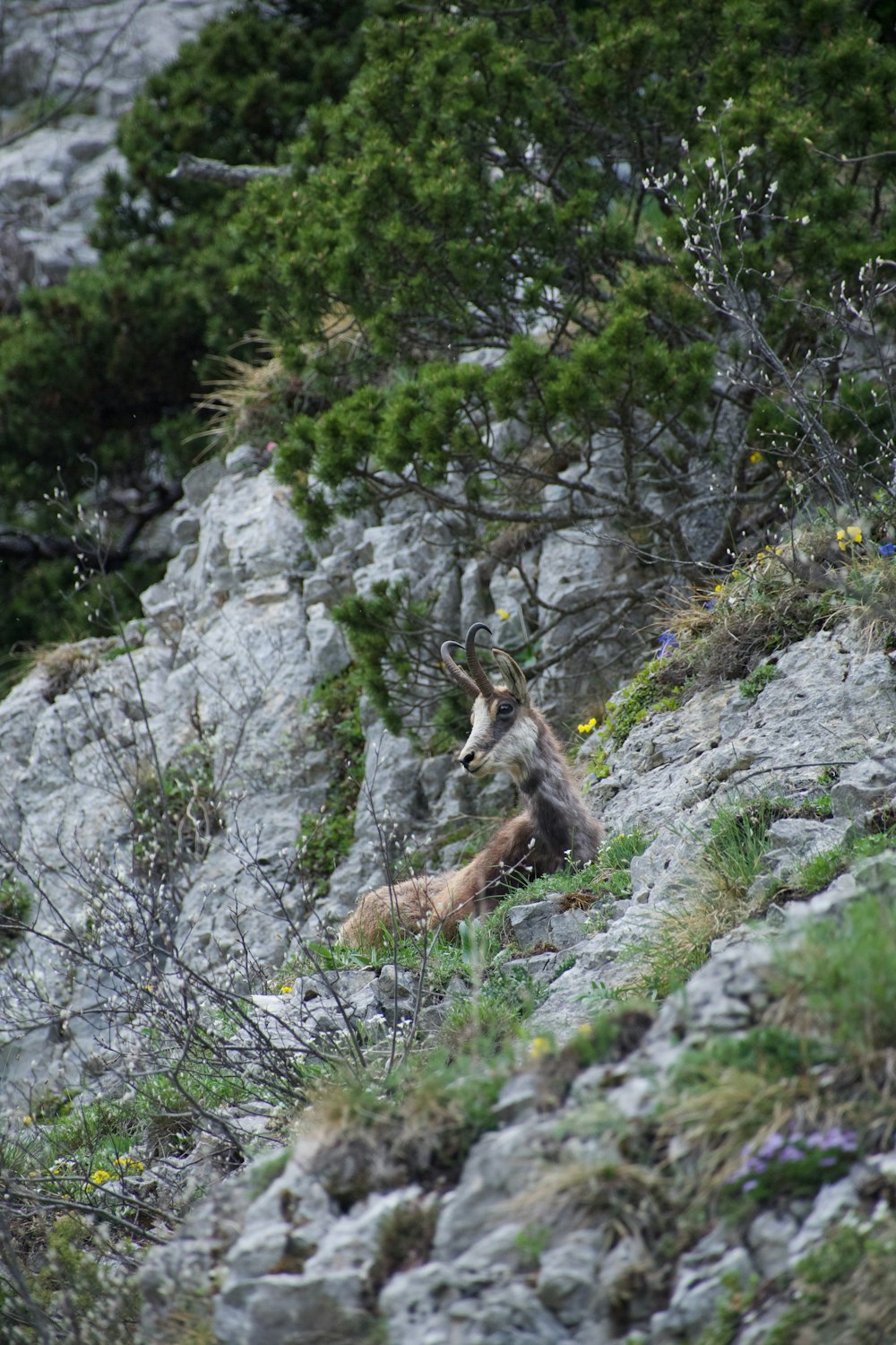 a mountain goat sitting on top of a rocky hillside