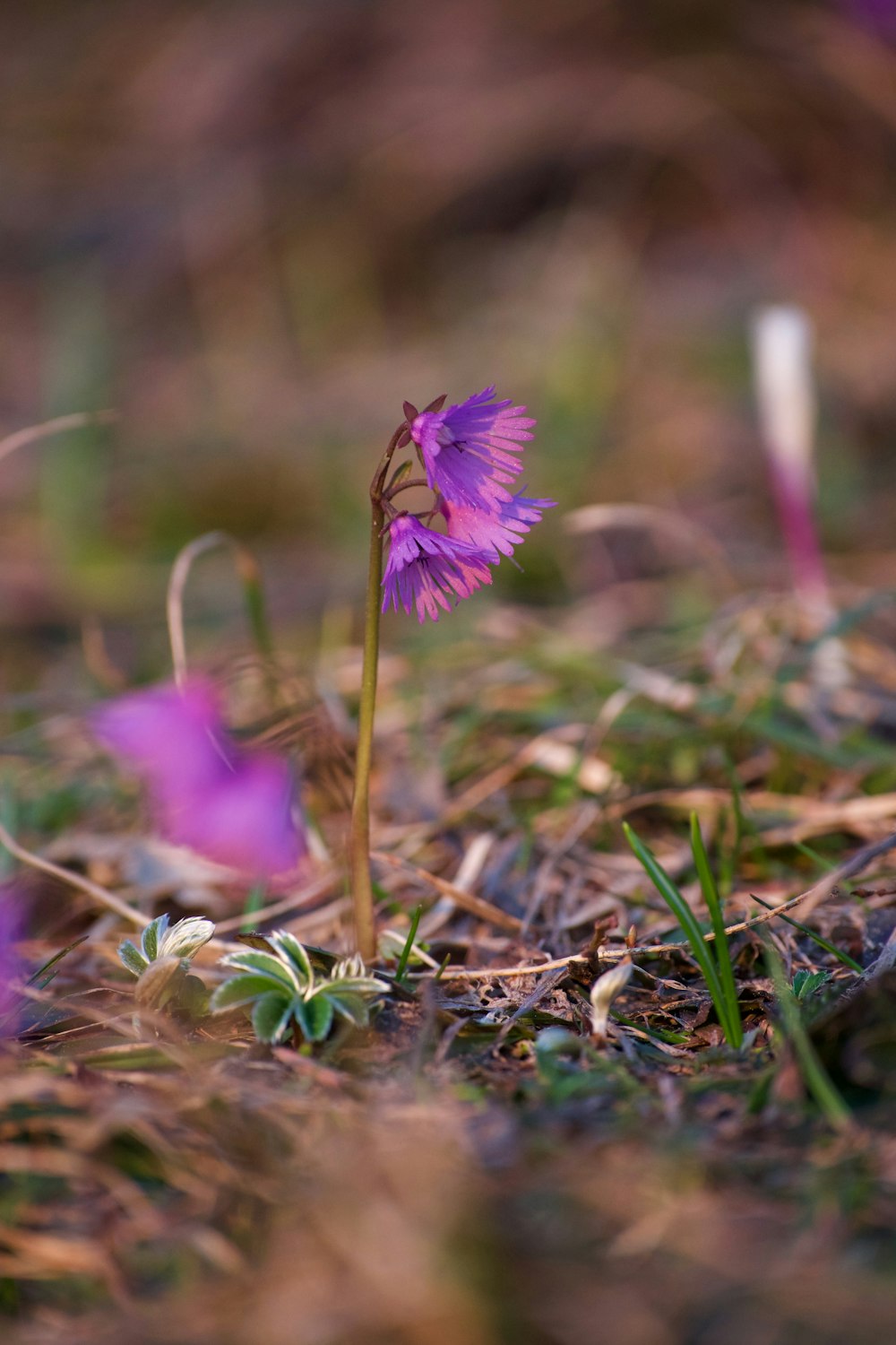 a close up of a small purple flower on the ground