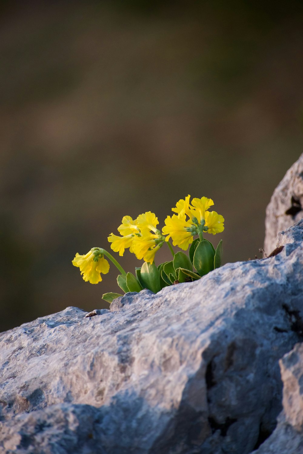 some yellow flowers growing out of some rocks