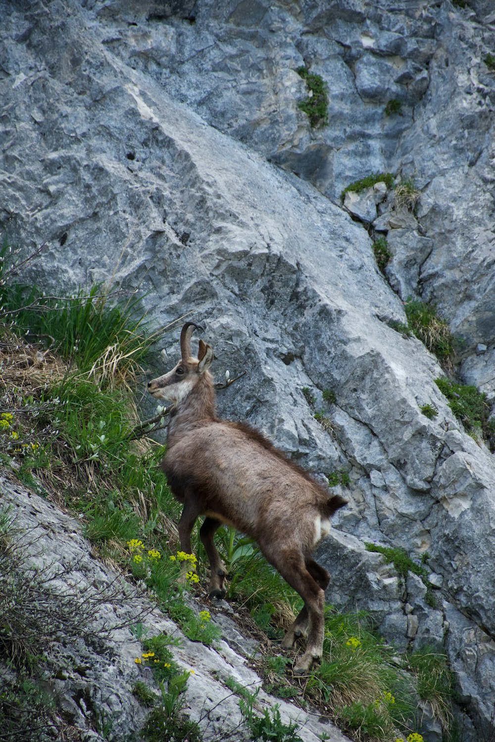 a goat standing on top of a rocky hillside